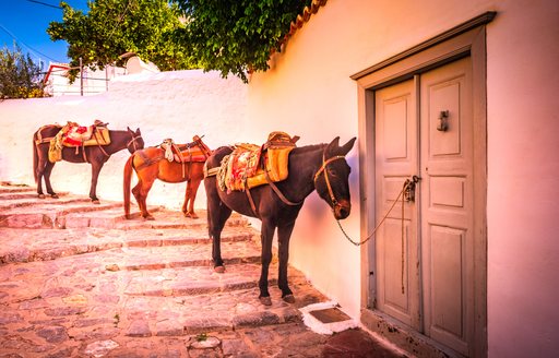 Donkeys in Hydra, Greece