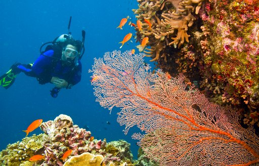 Snorkelling through coral in Great Barrier Reef