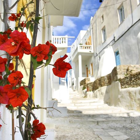 White-washed buildings with red flowers